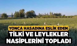 Yonca hasadına eşlik eden tilki ve leylekler nasiplerini topladı