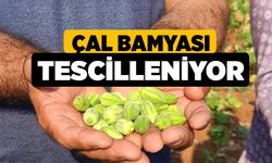 Çal bamyası tescilleniyor