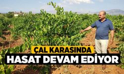 Çal karasında hasat devam ediyor