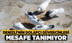 Denizli'nin dolapçı güvercinleri mesafe tanımıyor