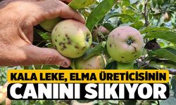 Kara Leke Hastalığı Elma Üreticisinin Canını Sıkıyor