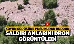 Koyun sürüsüne pusu kuran kurdun saldırı anlarını dron görüntüledi