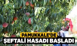 Pamukkale'de şeftali hasadı başladı