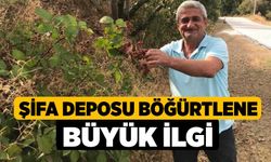 Şifa deposu böğürtlene büyük ilgi