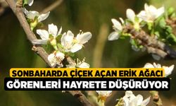 Sonbaharda çiçek açan erik ağacı görenleri hayrete düşürüyor