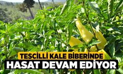 Tescilli Kale biberinde hasat devam ediyor