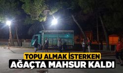 Topu almak isterken ağaçta mahsur kaldı