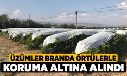 Üzümler branda örtülerle koruma altına alındı