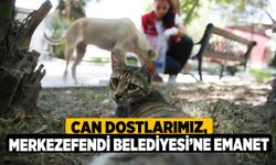 Can dostlarımız, Merkezefendi Belediyesi’ne emanet