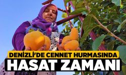 Denizli'de cennet hurmasında hasat zamanı