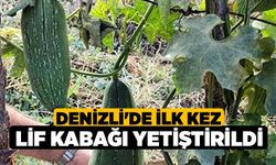 Denizli'de ilk kez lif kabağı yetiştirildi