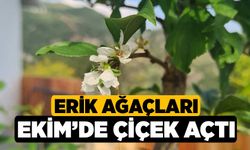 Erik ağaçları Ekim’de çiçek açtı