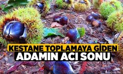 Kestane Toplamaya Giden Adamın Acı Sonu