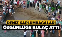 Deniz kaplumbağaları özgürlüğe kulaç attı