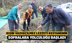 Kışın Vazgeçilmez Lezzeti Kestanenin Sofralara Yolculuğu Başladı