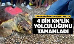 "Lara Barış" Adlı Kaplumbağa 4 Bin Kilometrelik Yolculuğunu Tamamladı