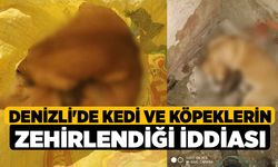 Denizli'de Kedi ve köpeklerin zehirlendiği iddiası