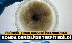 Ölümcül Çınar Kanseri İstanbul’dan Sonra Denizli’de Tespit Edildi