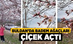 Buldan'da Badem Ağaçları Çiçek Açtı