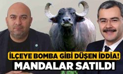 İlçeye Bomba Gibi Düşen İddia! Mandalar Satıldı