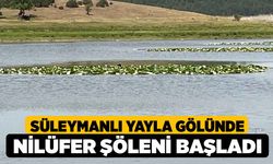 Süleymanlı Yayla Gölünde nilüfer şöleni başladı