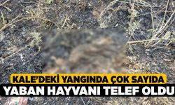 Kale'deki Yangında Çok Sayıda Yaban Hayvanı Telef Oldu