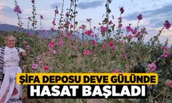 Şifa deposu deve gülünde hasat başladı