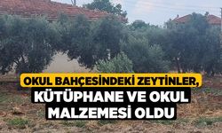 Okul Bahçesindeki Zeytinler, Kütüphane ve Okul Malzemesi Oldu