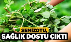 Semizotu, Sağlık Dostu Çıktı