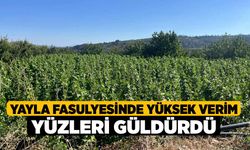 Yayla Fasulyesinde Yüksek Verim Yüzleri Güldürdü