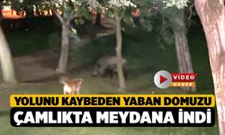 Yolunu Kaybeden Yaban Domuzu Çamlık'ta Halkın Arasına İndi