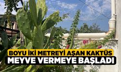 Denizli'de Boyu İki Metreyi Aşan Kaktüs Meyve Vermeye Başladı