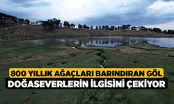 800 yıllık ağaçları barındıran göl doğaseverlerin ilgisini çekiyor