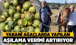 Yabani ağaçlarda yapılan aşılama meyve verimini artırdı