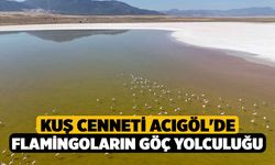 Kuş cenneti Acıgöl'de flamingoların göç yolculuğu