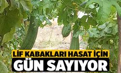 Lif kabakları hasat için gün sayıyor