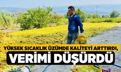 Yüksek sıcaklık üzümde kaliteyi arttırdı, verimi düşürdü