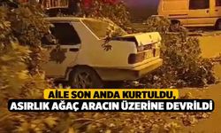 Aile Son Anda Kurtuldu, Asırlık Ağaç Aracın Üzerine Devrildi