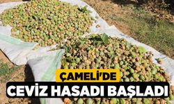 Çameli'de ceviz hasadı başladı