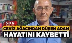 Ceviz Ağacından Düşen Adam Hayatını Kaybetti