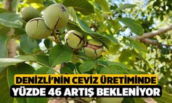 Denizli'nin ceviz üretiminde yüzde 46 artış bekleniyor