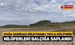 Doğa harikası Süleymanlı Yayla Gölü'nün nilüferleri balçığa saplandı