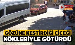 Gözüne kestirdiği çiçeği kökleriyle götürdü