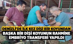 Denizli'de ilk kez dişi bir koyundan başka bir dişi koyunun rahmine embriyo transferi yapıldı