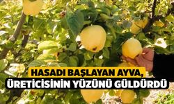 Hasadı başlayan ayva, üreticisinin yüzünü güldürdü