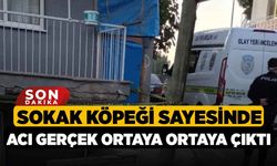 Sokak Köpeği Sayesinde Acı Gerçek Ortaya Ortaya Çıktı