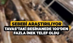 Tavas'taki Besihanede 100’den Fazla İnek Telef Oldu