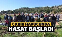 Çakır Havucunda Hasat Başladı