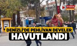 Denizli'de Pehlivan Develer Havutlandı