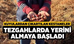 Kuyulardan çıkartılan kestaneler tezgahlarda yerini almaya başladı